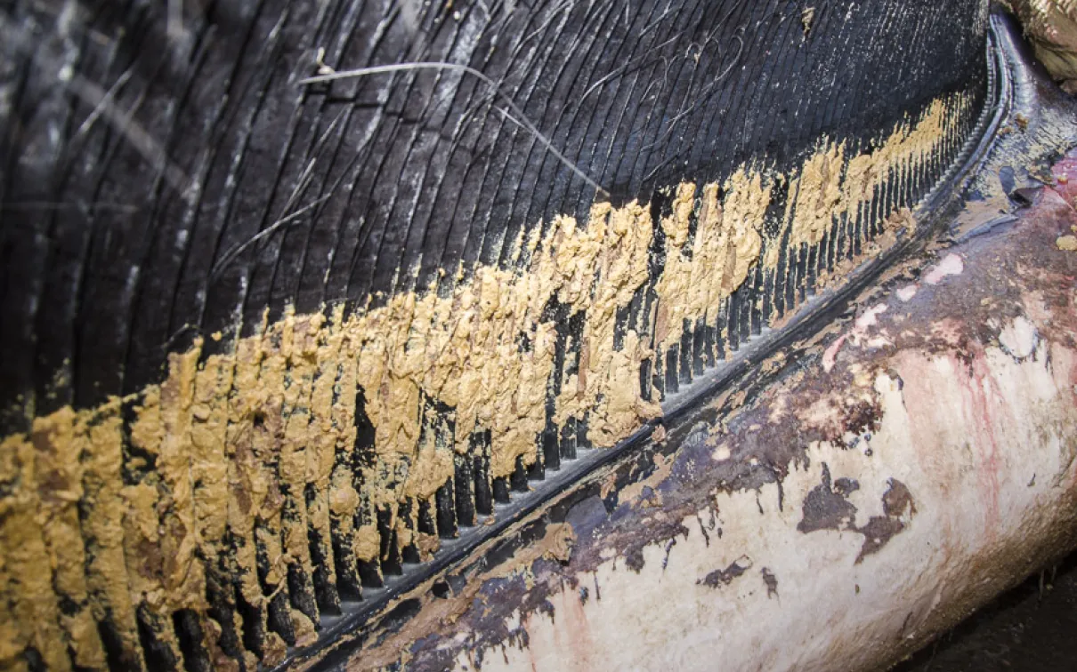 A close up shot of the blue whales baleen.

