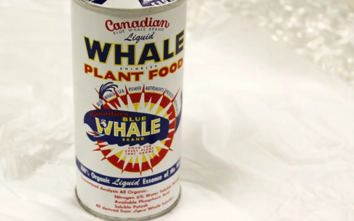 A photo of a canister of Canadian Blue Whale Brand Fertilizer - made from blue whale products in the 1950s. Photo by Katherine Ing
