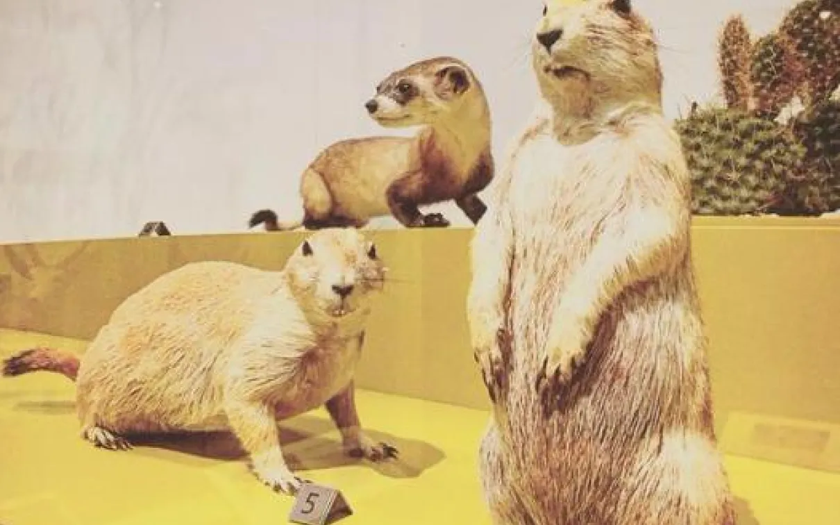 ROMmeme prairie dogs. Caption: Alan! Alan! Alan! Steve!
