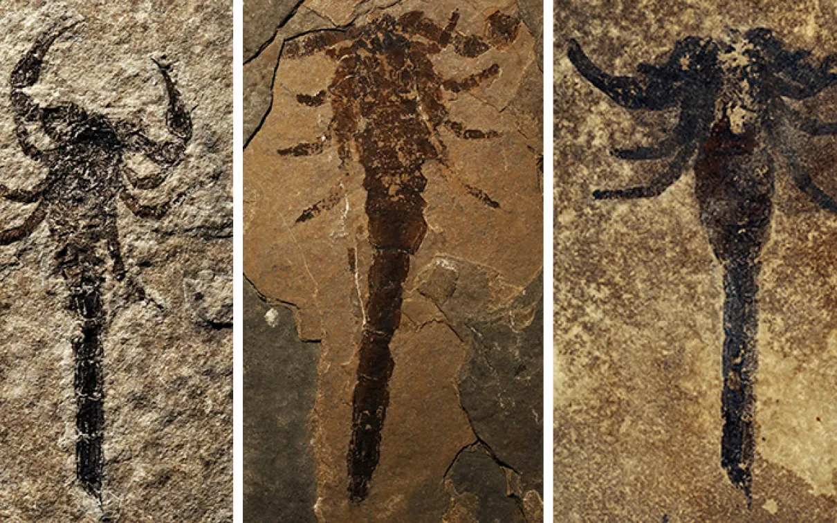 Photo collage of three scorpion fossils.
