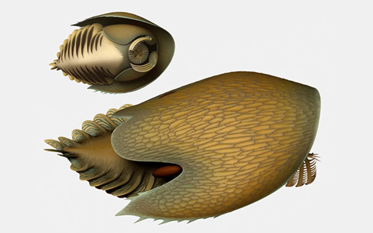 Illustration de la reconstitution de Cambroraster falcatus.
