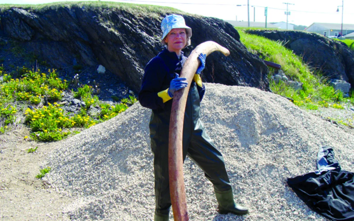 A photograph of a woman holding a bone of a blue whale.
