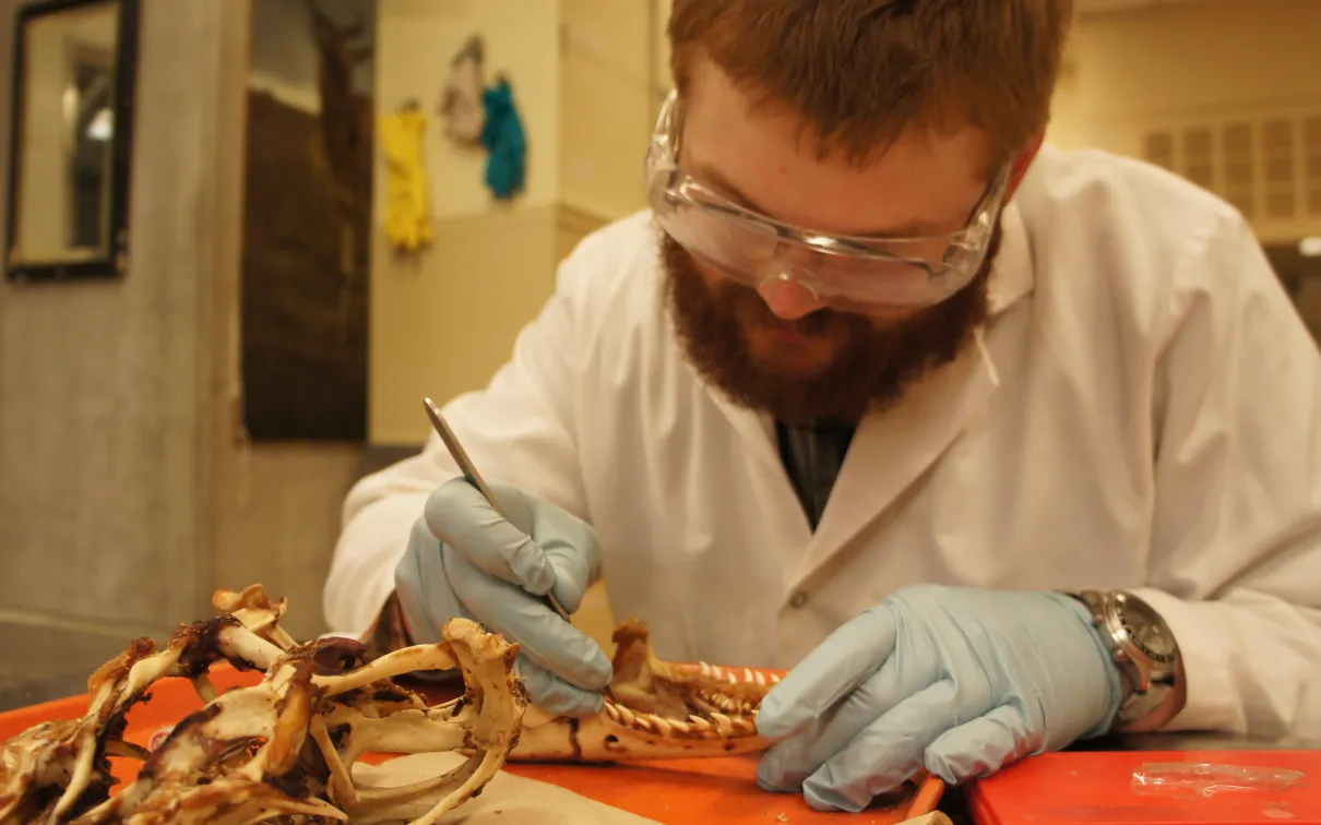 A volunteer cleans the remaining tissue from the Komodo Dragon skull
