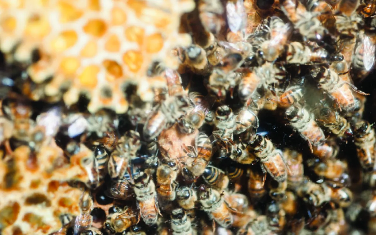 Abeilles mellifères regroupées dans une ruche
