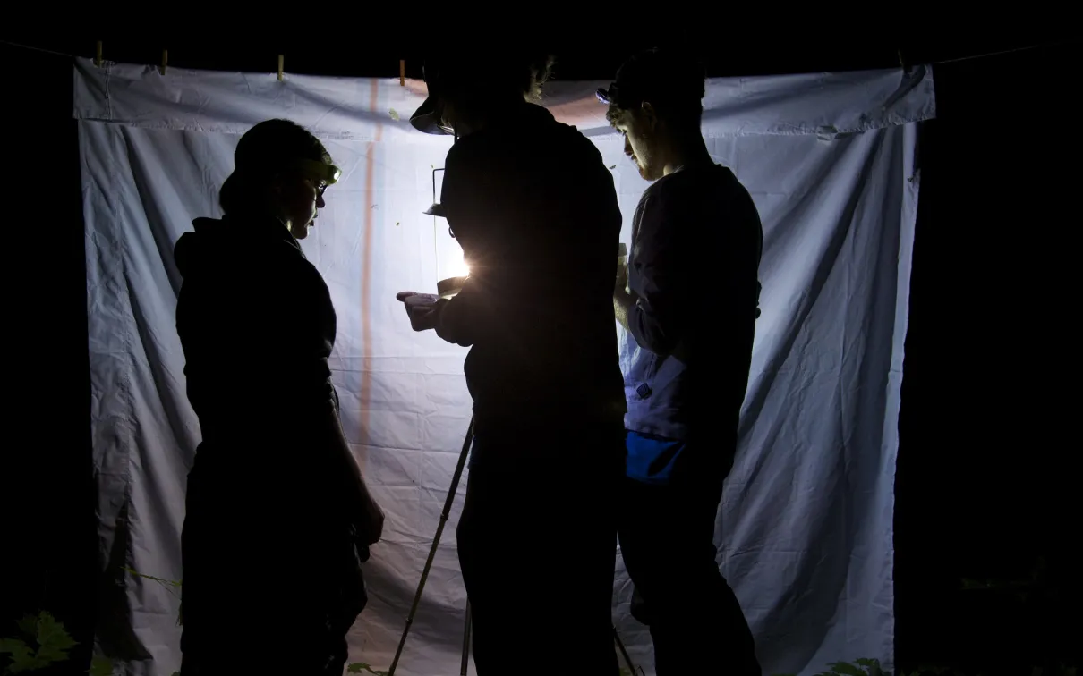 3 people in silhouette look for insects attracted to a light
