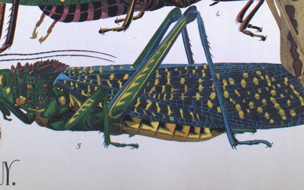 Grasshopper
