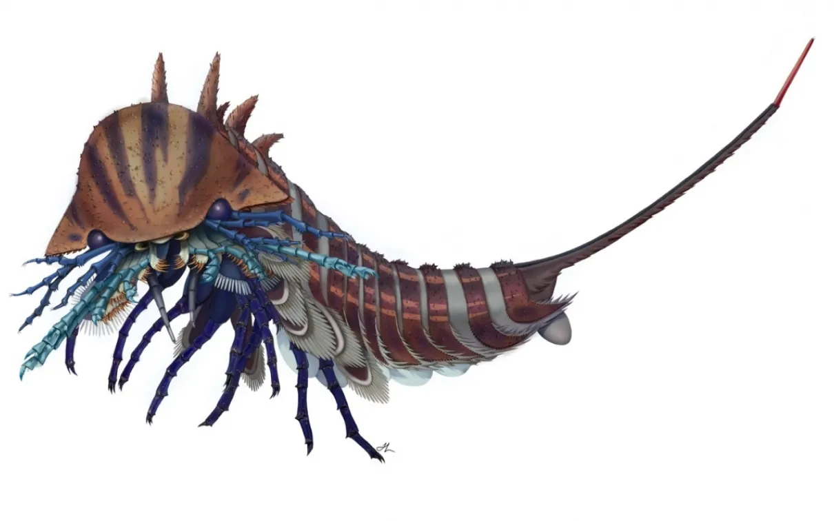 Reconstruction artistique de Habelia optata. Crédit : avec l'aimable autorisation de Joanna Liang, © Musée royal de l'Ontario
