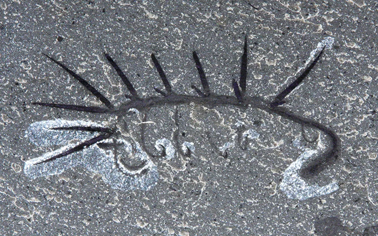 Hallucigenia sparsa fossilisée.
