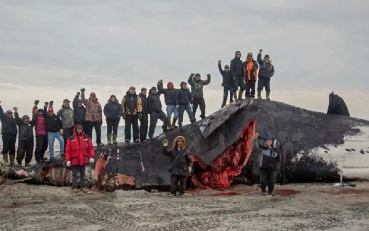Inuit community standing on and near a recently hunted bowhead whale on beach
