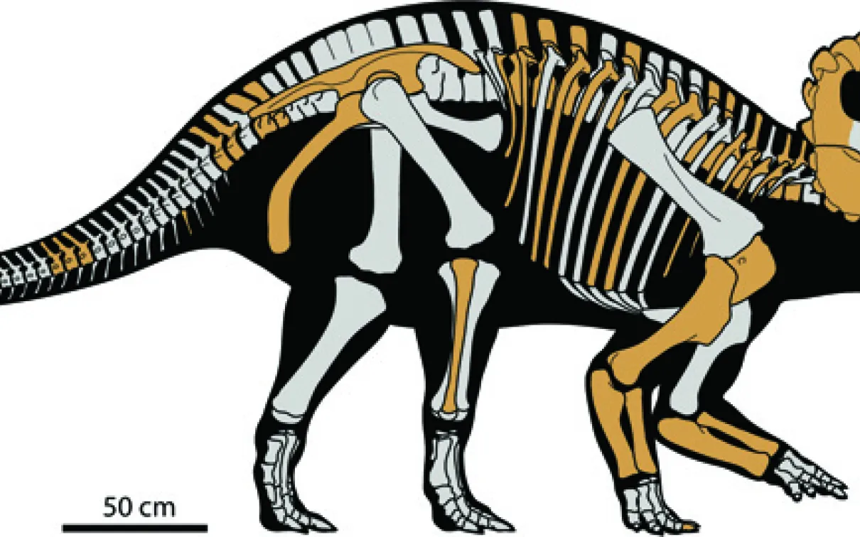 drawn picture of the skeleton of the Wendiceratops
