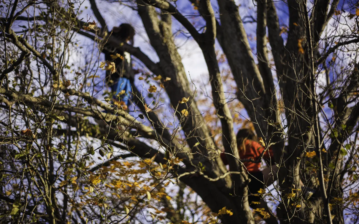 Enfants jouant dans un grand arbre
