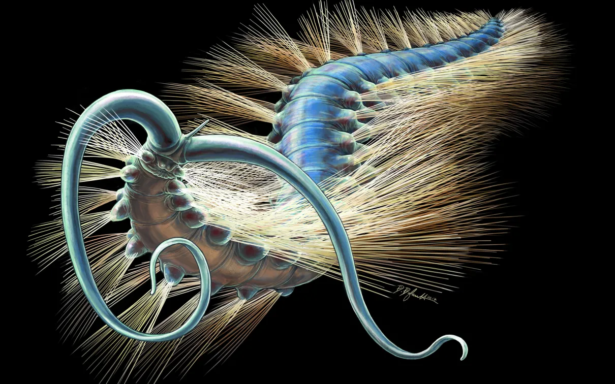 Reconstruction artistique de Kootenayscolex barbarensis
