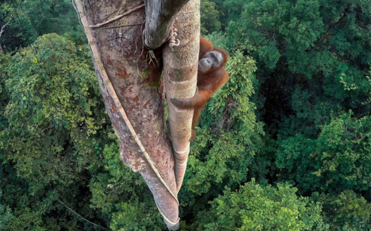 This year’s overall winner of Wildlife Photographer of Year is Tim Laman and his photo story, “While the forest still stands.” This image from the story is titled “Entwined lives.” It shows an orangutan high in a tree with the rest of the canopy below
