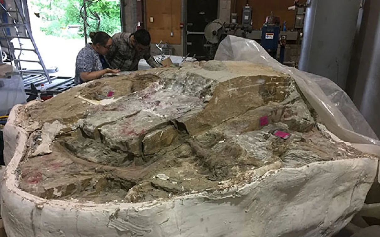 Photo of two people looking at a big block containing rock and a dinosaur fossil