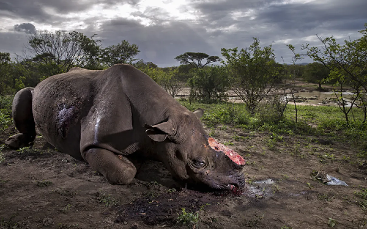 Photo of Rhino with it's horn removed.