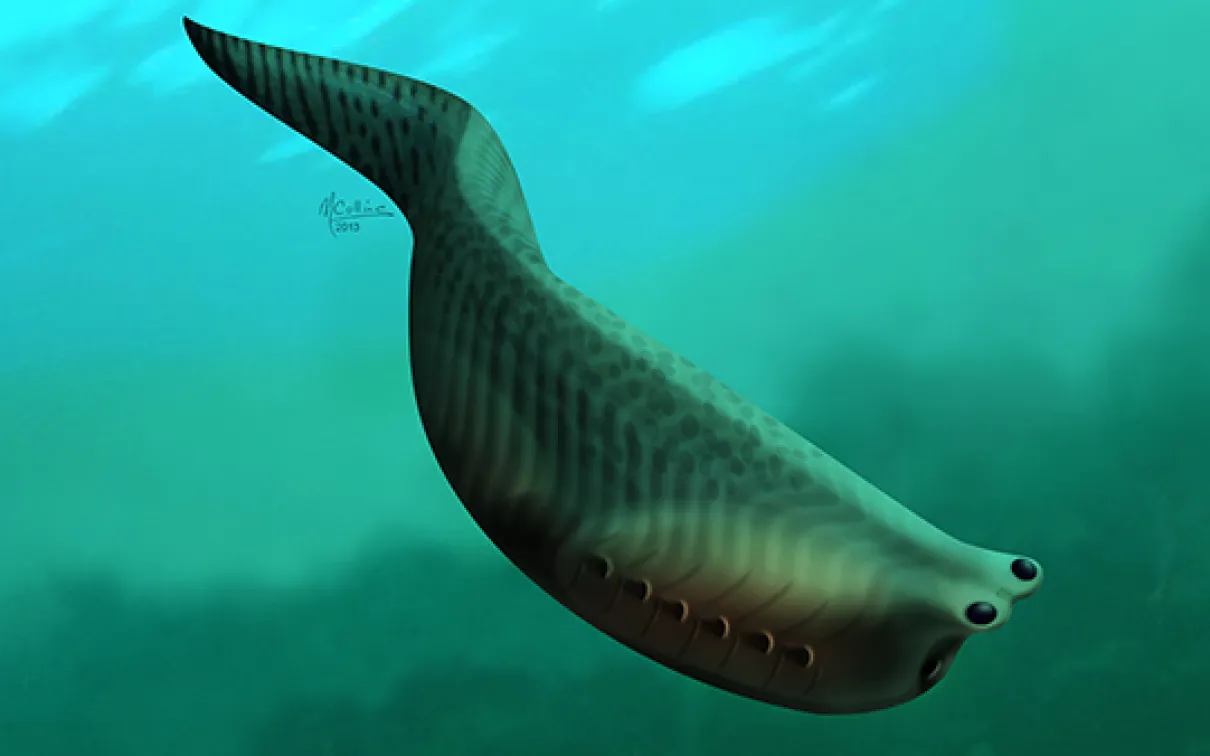 Illustration of Metaspriggina
