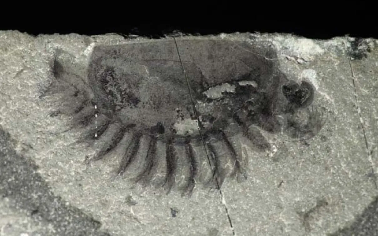 Un nouvel arthropode fossile de Marble Canyon (parc national Kootenay)
