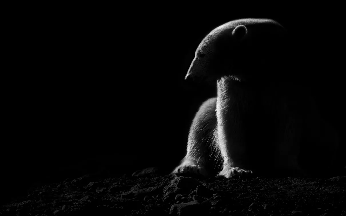 Polar Bear

