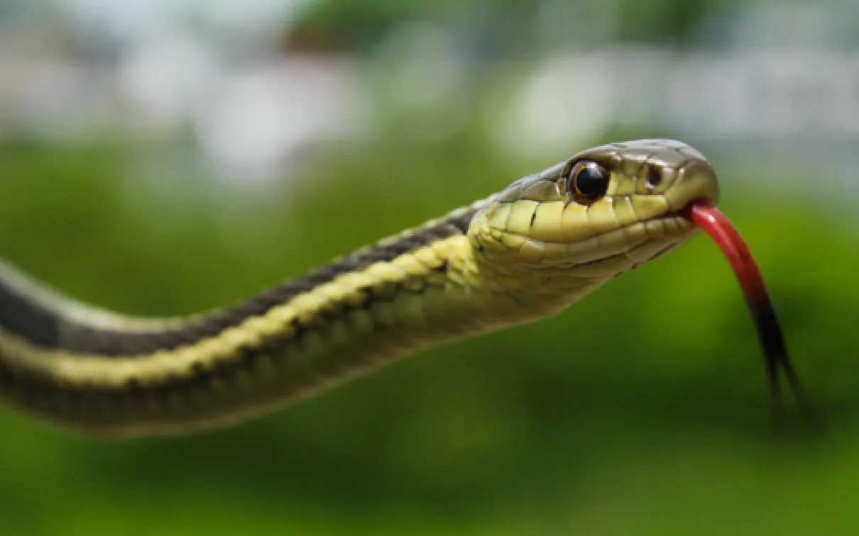 A garter snake sticks its tongue out to sense the air - the photo that got Rob interested in wildlife photography
