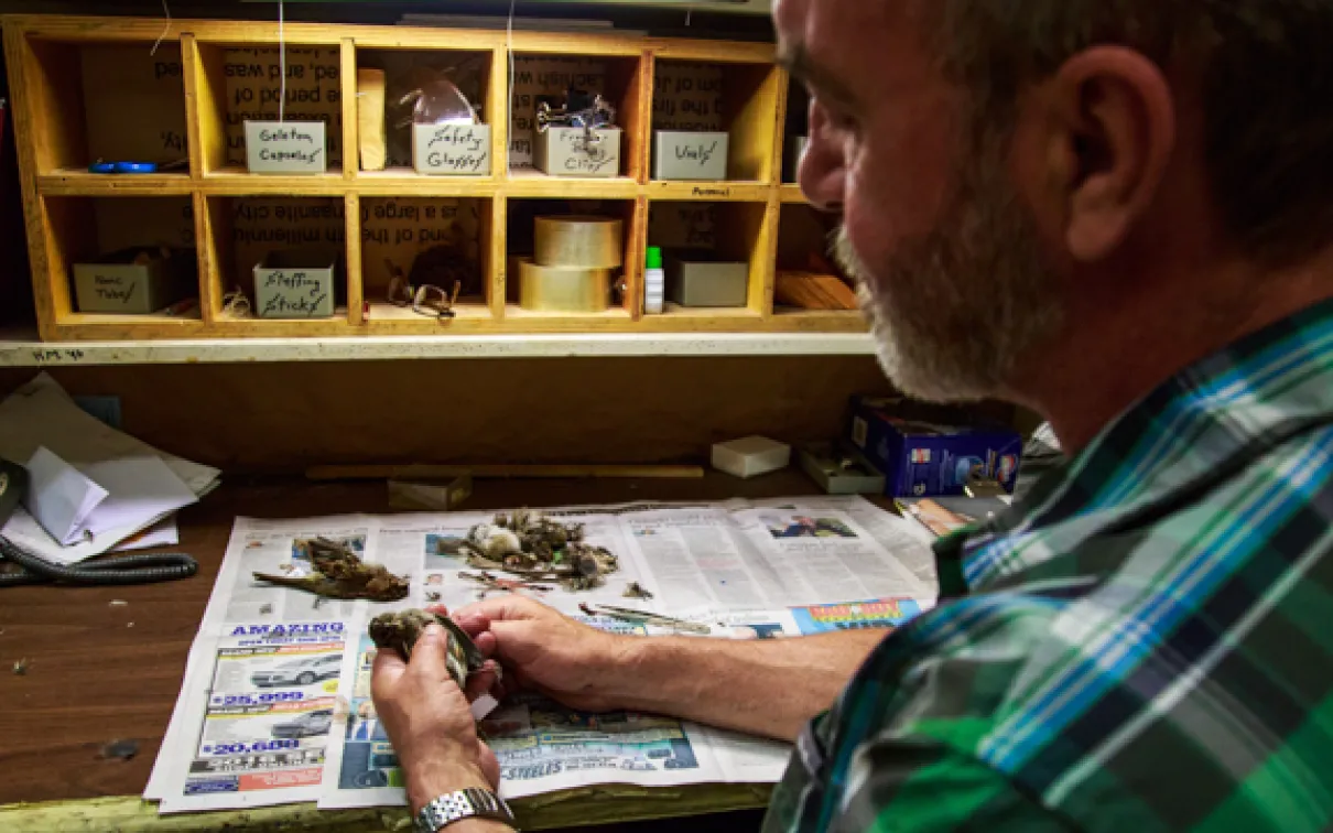 ROM technician Brad Millen processes a bird specimen that will be added to the ROM's collections. Photo by Samantha Stephens
