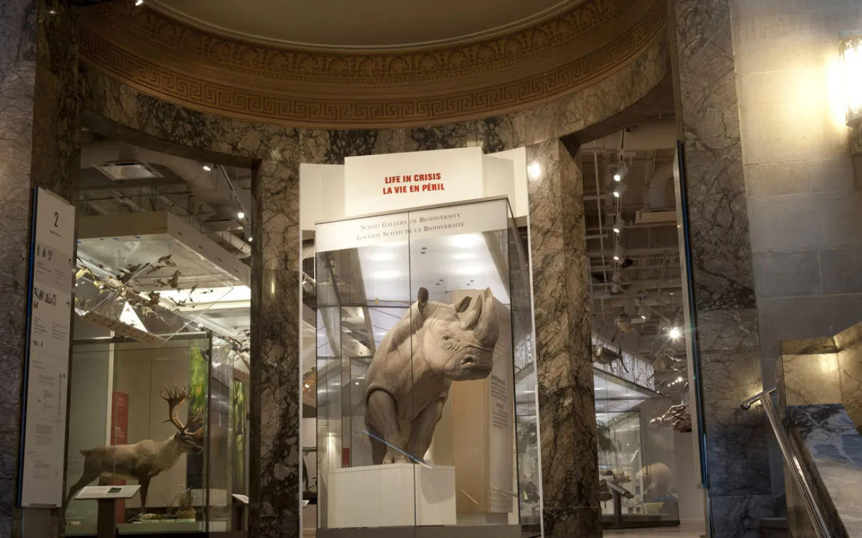 A large make Southern white rhino dominates the entrance to the ROM's biodiversity gallery
