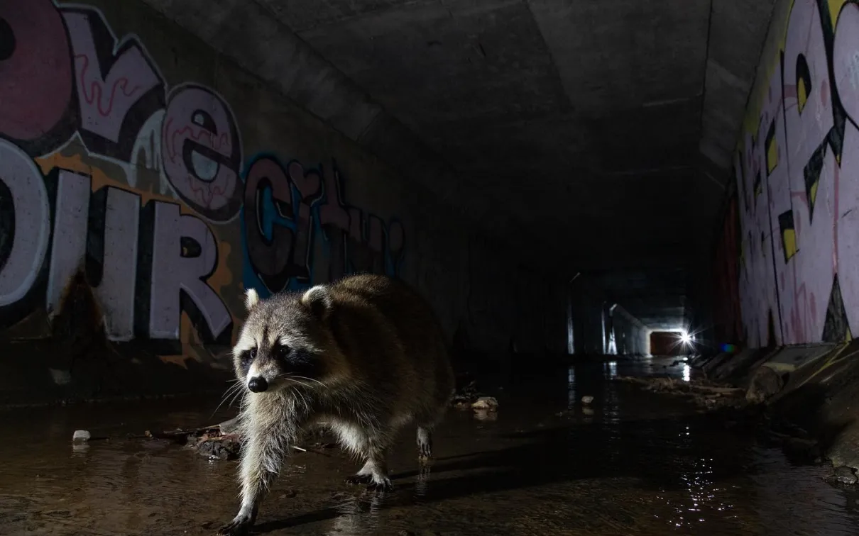 The Midnight Prowl © Andrew Budziak
