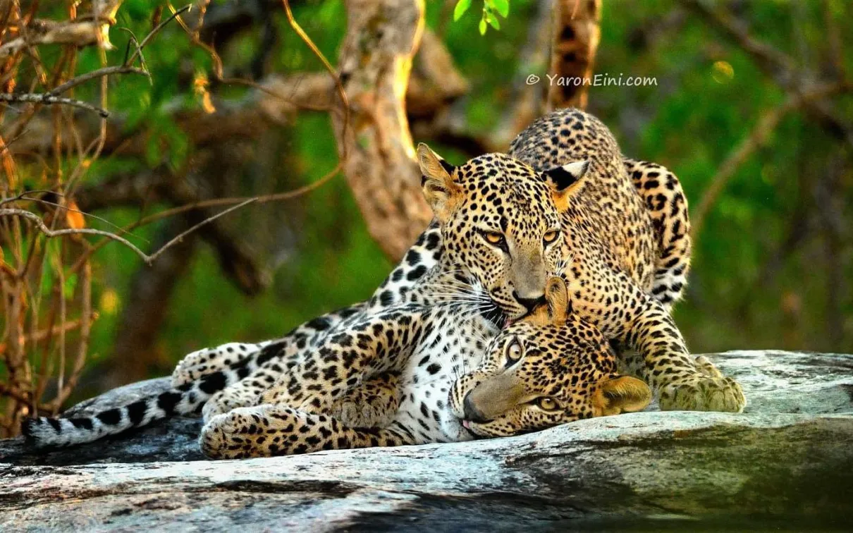 Leopard Love @ Yaron Eini
