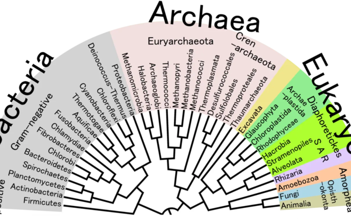 L'arbre phylogénétique de la vie
