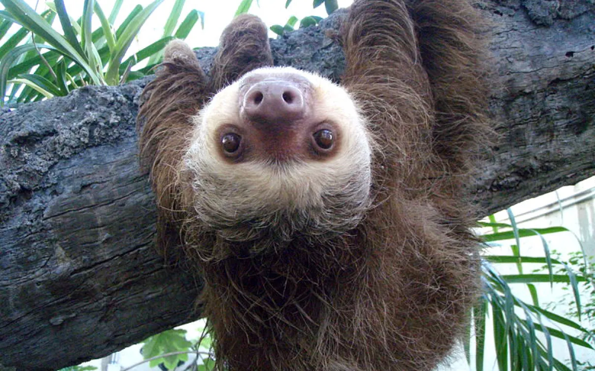 Upside-down Two-toed sloth
