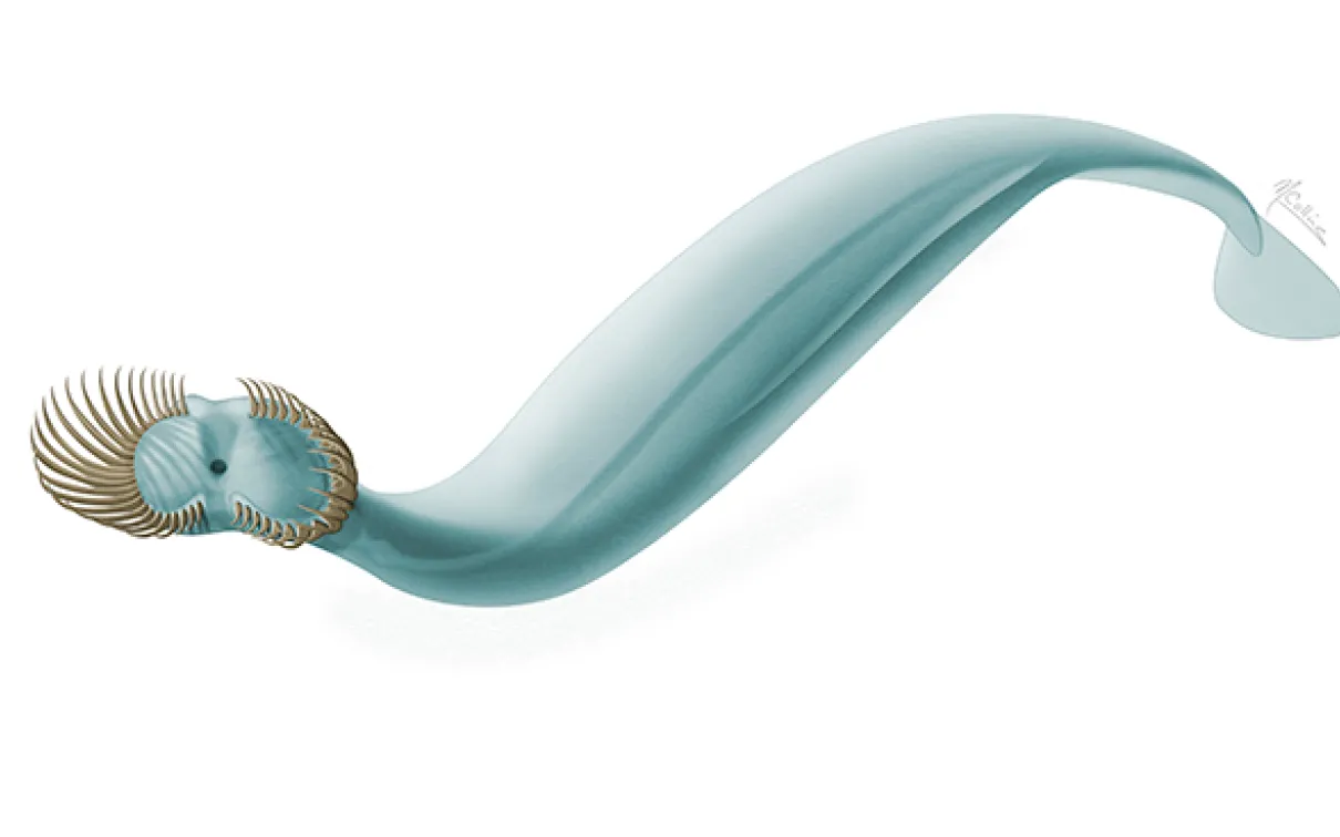 Illustration d'un ver
