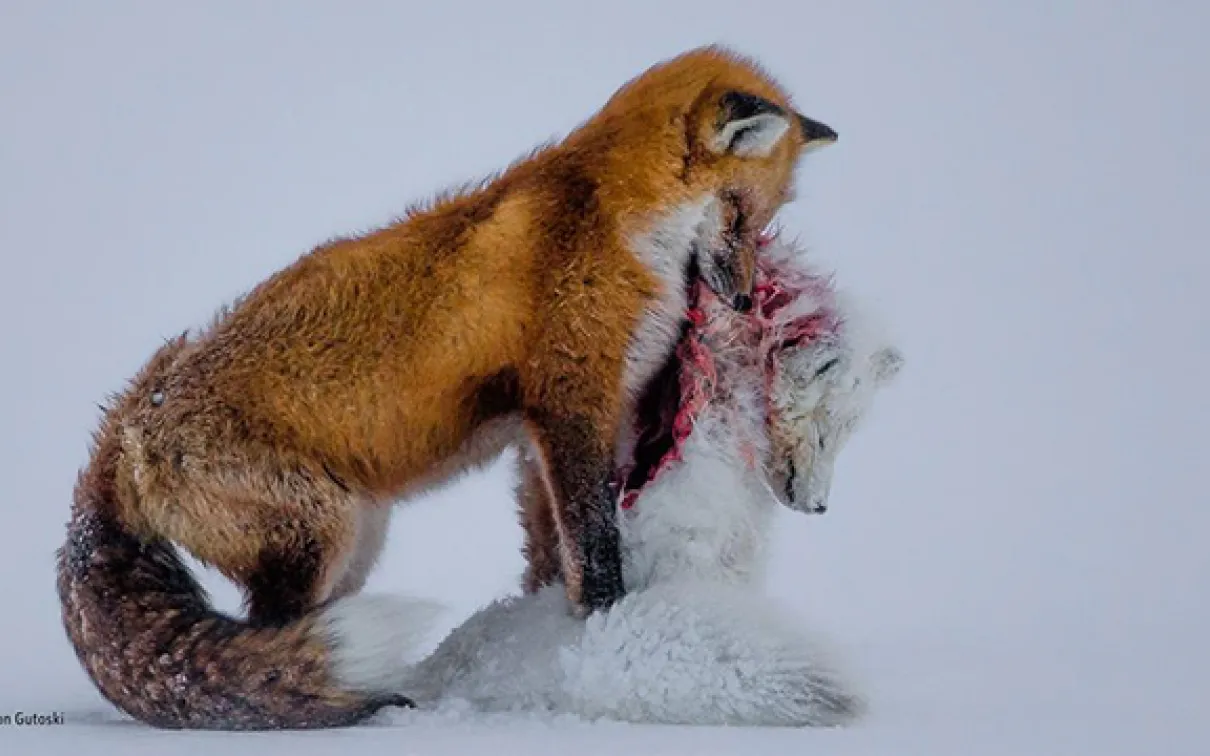 A red fox carries the smaller body of an arctic fox in its mouth that it has hunted and killed. The 2015 winning photo by Canadian Don Gutoski of the Wildlife Photographer of the Year contest

