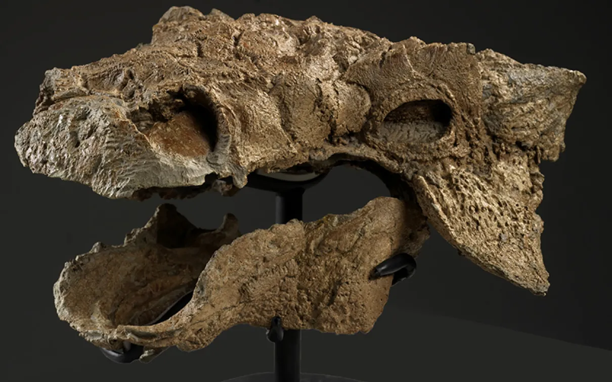 The exceptionally preserved skull of Zuul crurivastator (ROM 75860).