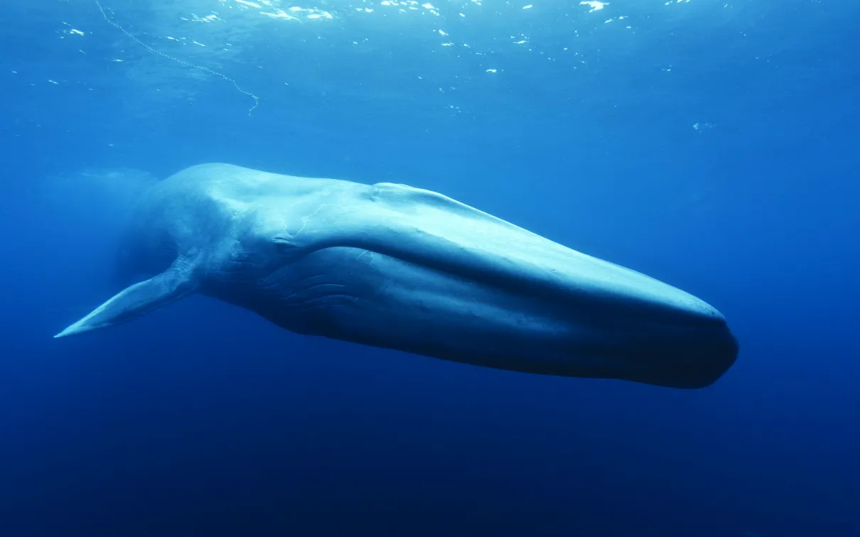 whale from Out of the Depths: The Blue Whale Story