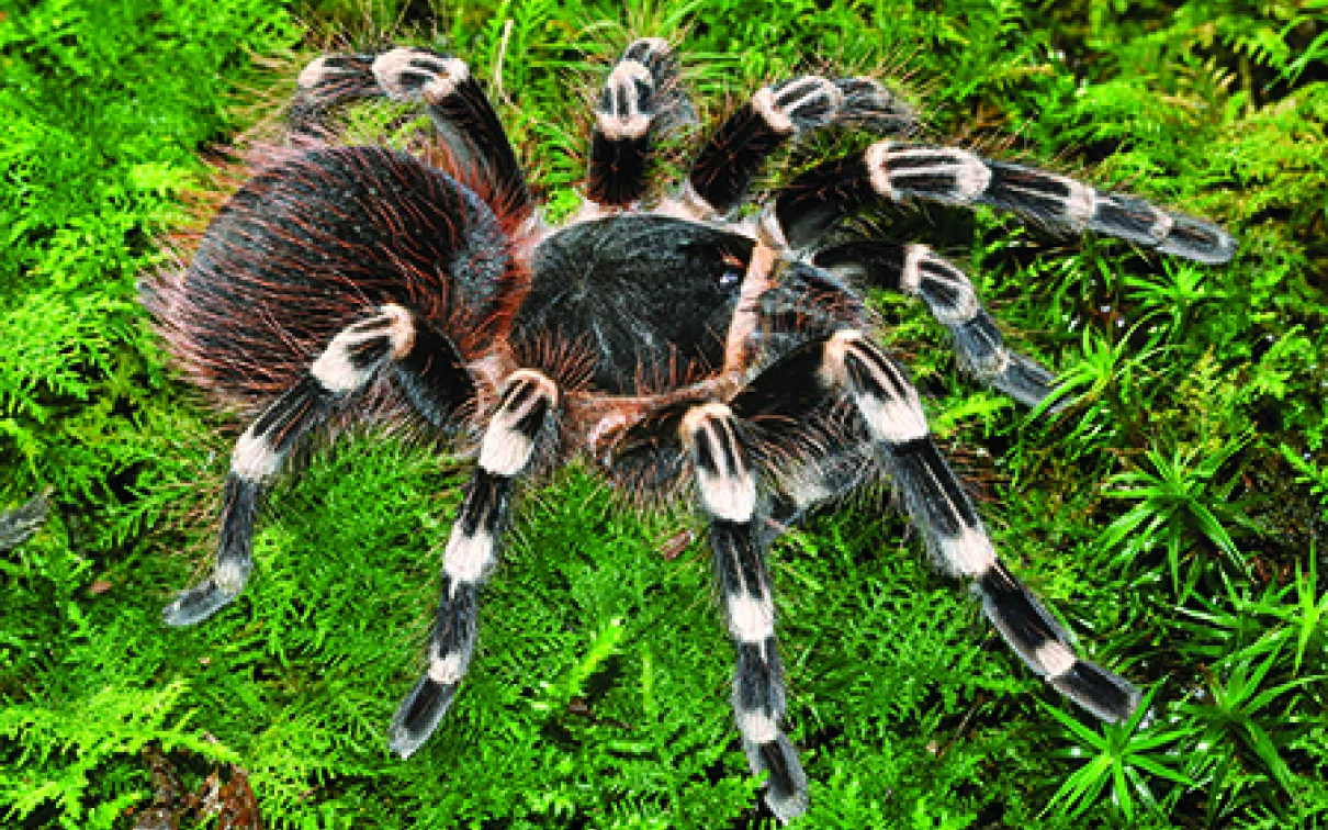 Brazilian whiteknee tarantula

