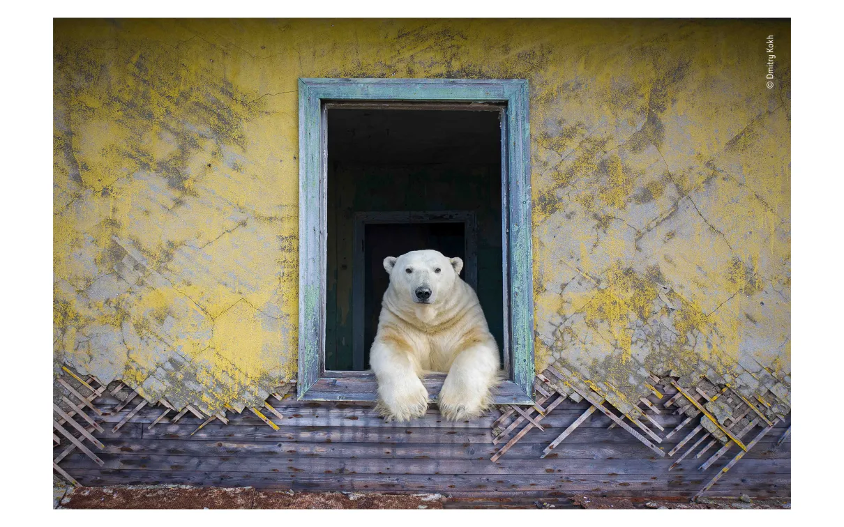 Polar frame. Image © Dmitry Kokh, Wildlife Photographer of the Year 2022