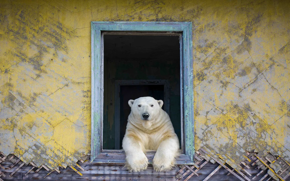 Polar frame. Image © Dmitry Kokh, Wildlife Photographer of the Year 2022