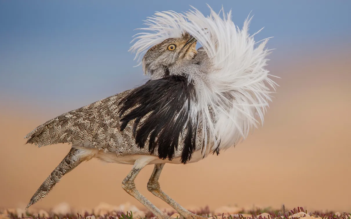Puff Perfect. Image © José Juan Hernández Martinez, Wildlife Photographer of the Year 2022.