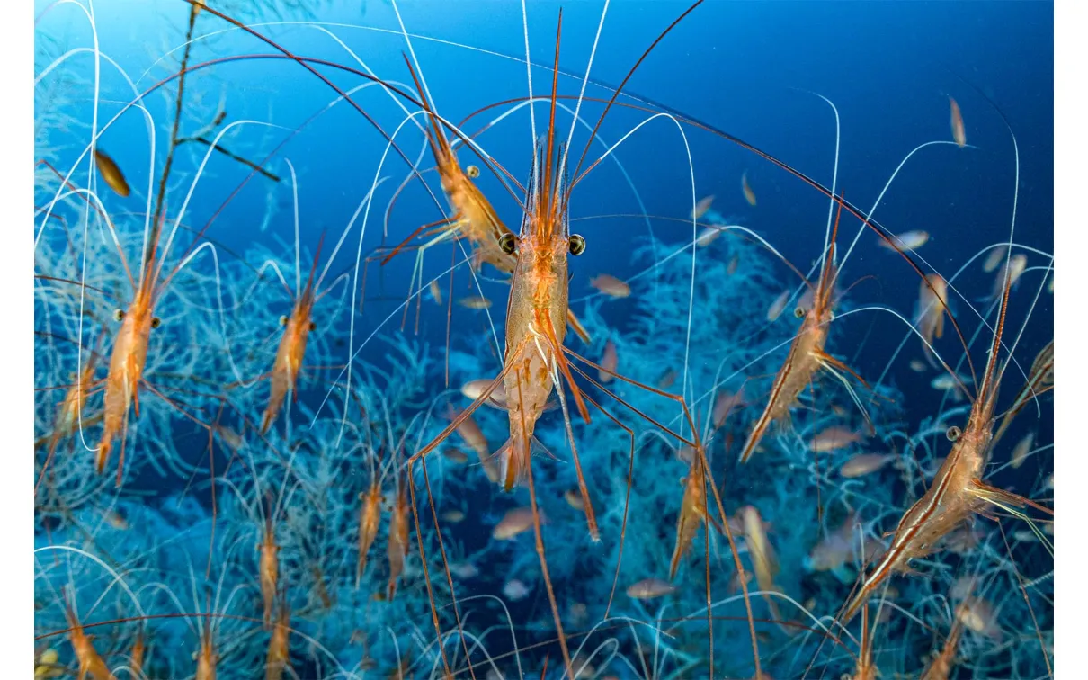 Image de crevettes sous l'eau