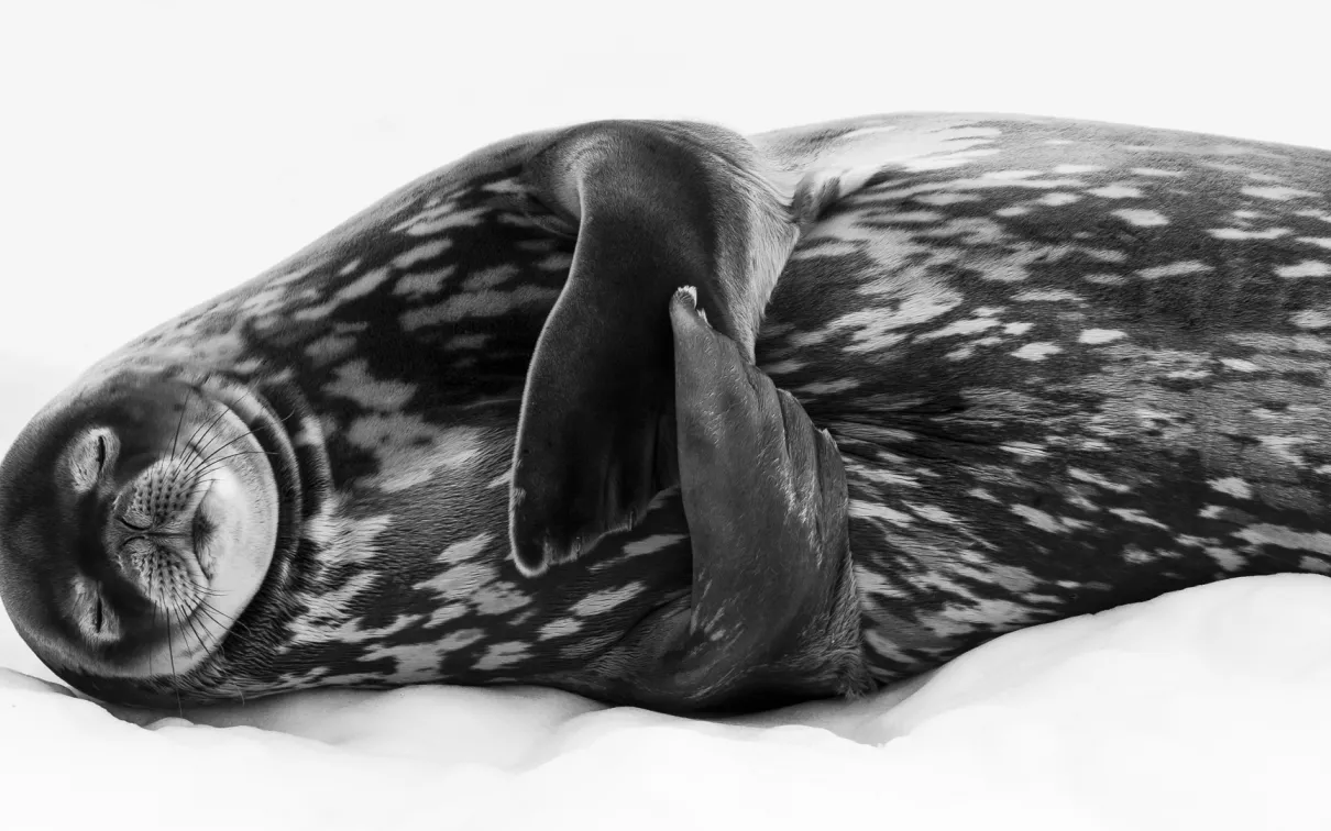 Découvrez notre monde dans les moindres détails, en observant des espèces extraordinaires à travers des perspectives inimaginables. 