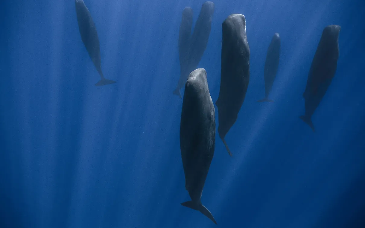 Sleeping Sperm Whales