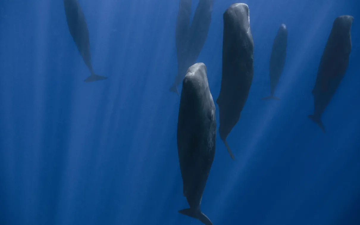 Sleeping sperm whales.