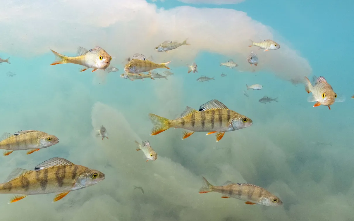 Underwater wonderland