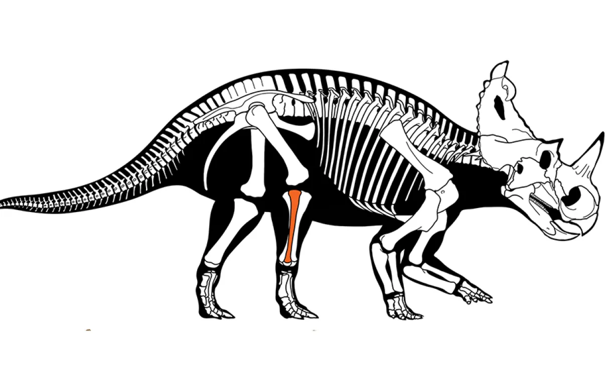 Illustration of dinosaur skeleton.