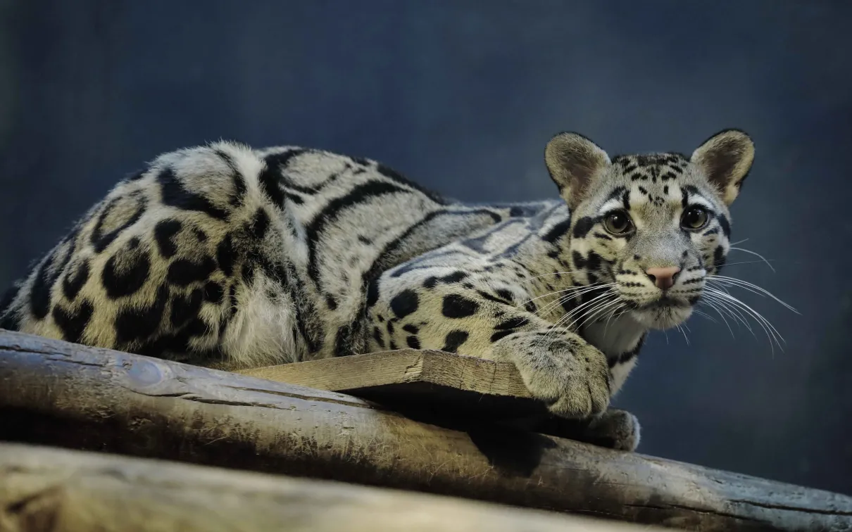 Clouded leopard