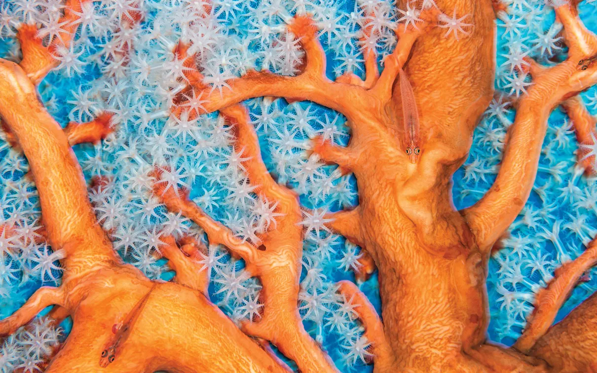 Close up orange and white coral with small orange fish swimming within.