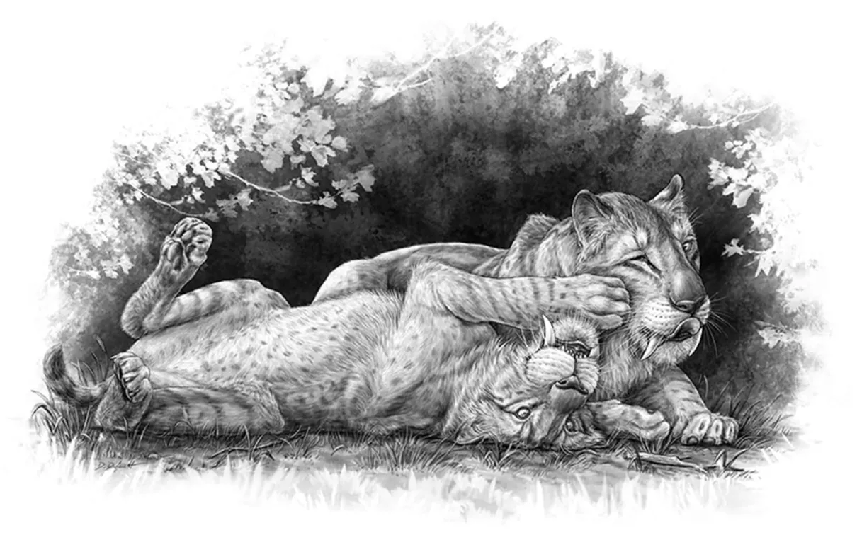 Sabre-toothed cubs playing.