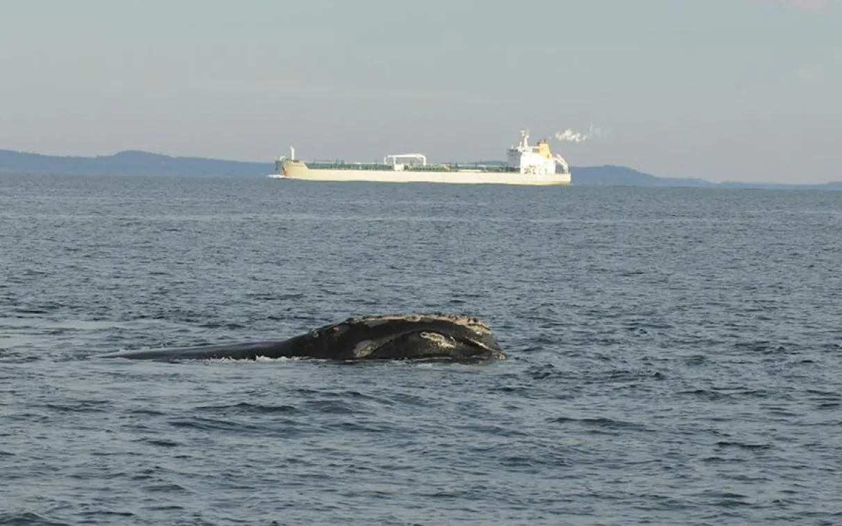 curator-conversations-atlantic-whales-ship-strikes