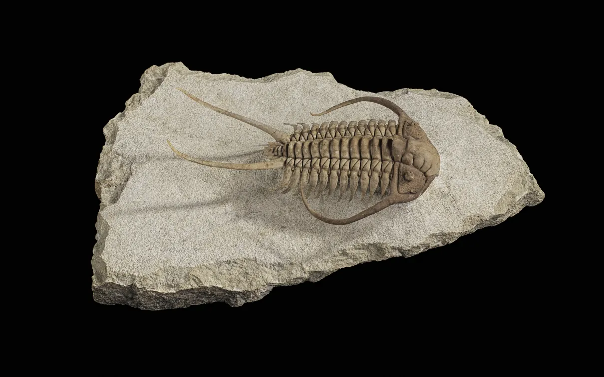 Un trilobite exposé dans la galerie Willner Madge, Dawn of Life.