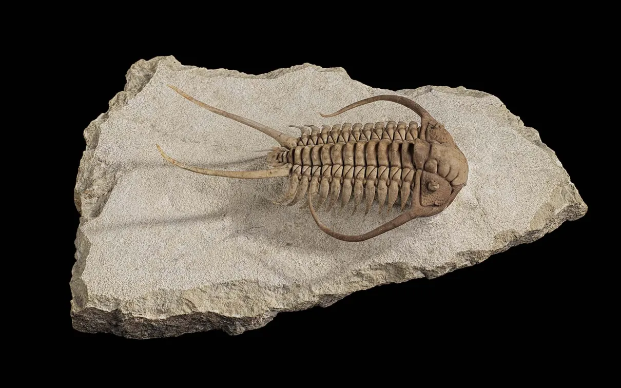 Un trilobite présenté dans la galerie Willner Madge, L'aube de la vie