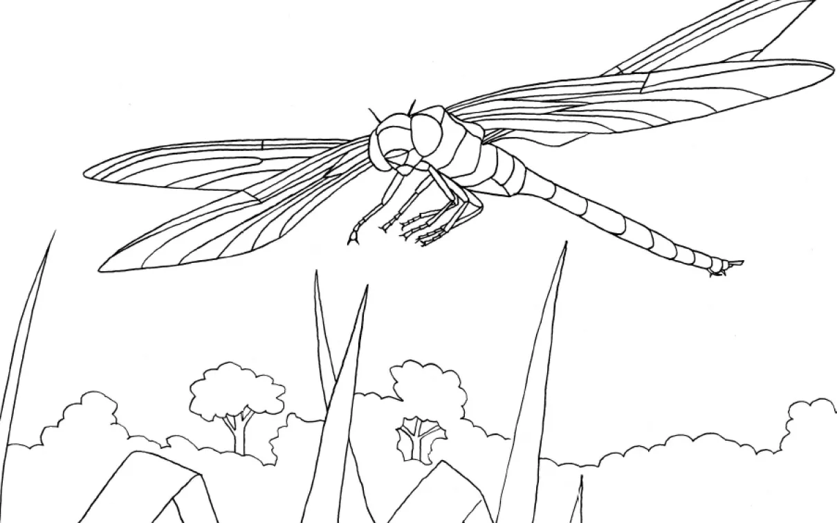 Illustration of a dragon fly

